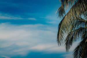 Palm trees and clear blue sky